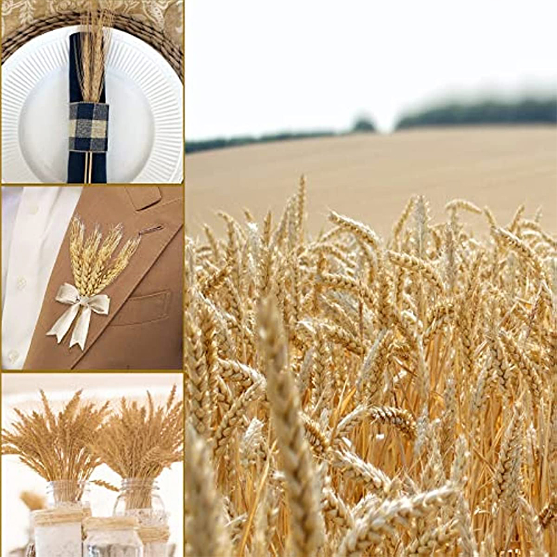 50/100/200PCS Dried Wheat Stal - Wedding Arch Flower ulasan dan harga